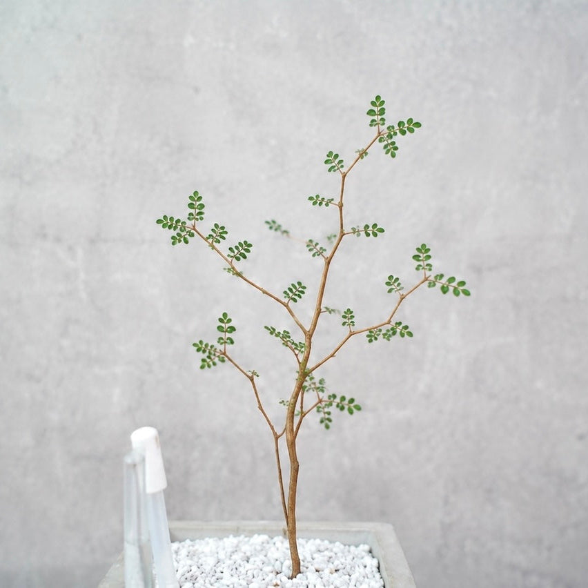 ソフォラ(スクエアコンクリート鉢S)|繊細な枝葉が映える観葉植物