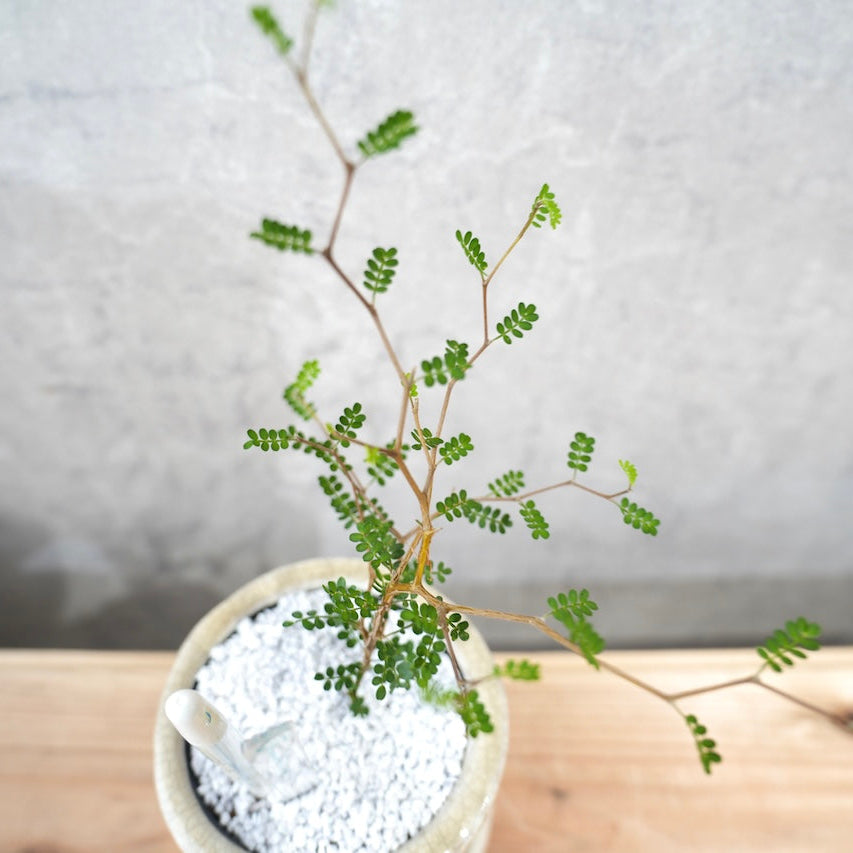 ソフォラ|繊細な枝葉が映える観葉植物