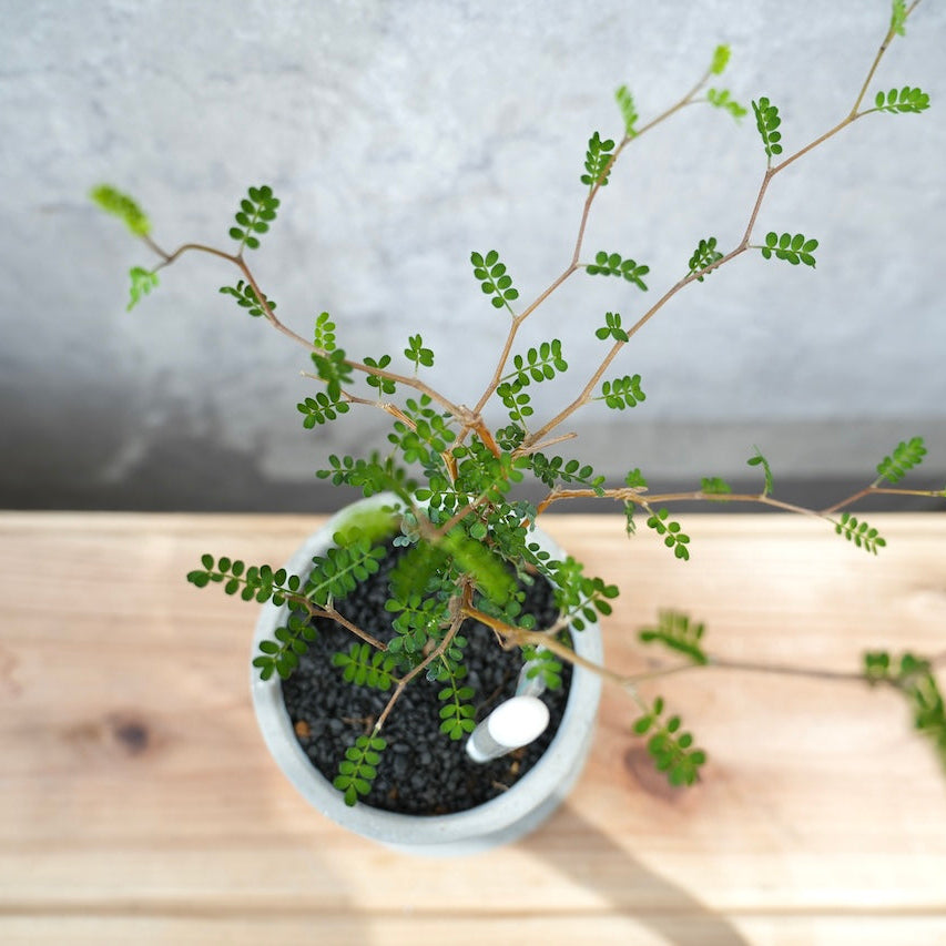 ソフォラ|繊細な枝葉が映える観葉植物