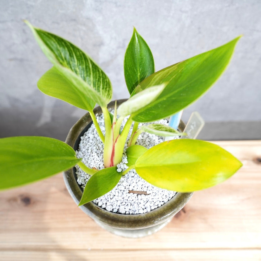 フィロデンドロン・バーキン|美しい斑入り葉が魅力の観葉植物