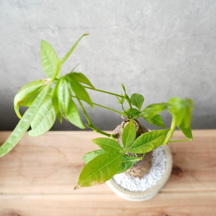 パキラ|金運を呼ぶ観葉植物