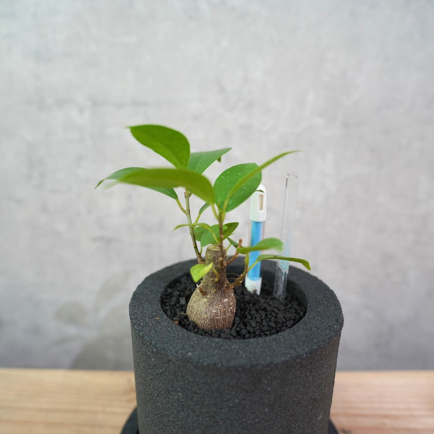 ガジュマル|幸せを呼ぶ多幸の木