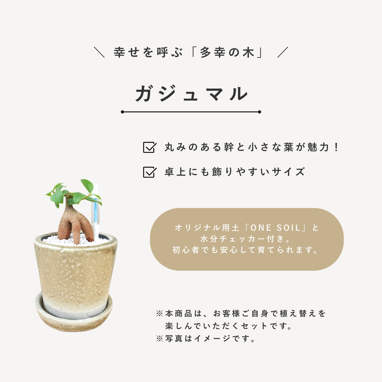ガジュマル｜幸せを呼ぶ多幸の木