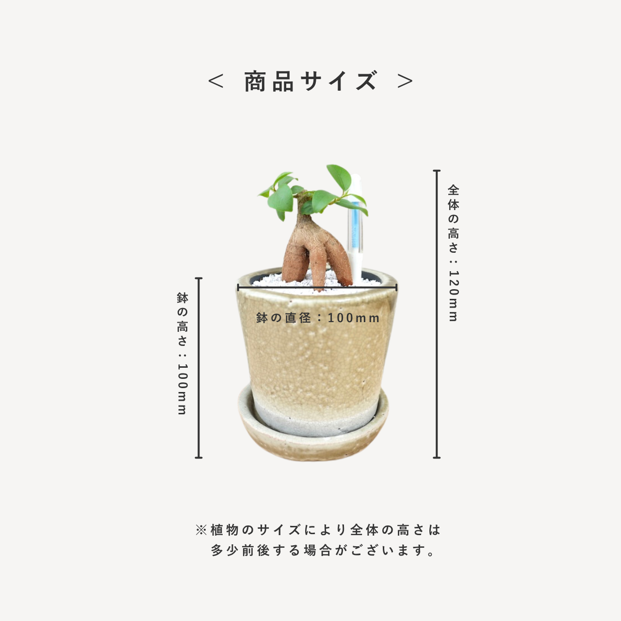 ガジュマル｜幸せを呼ぶ多幸の木