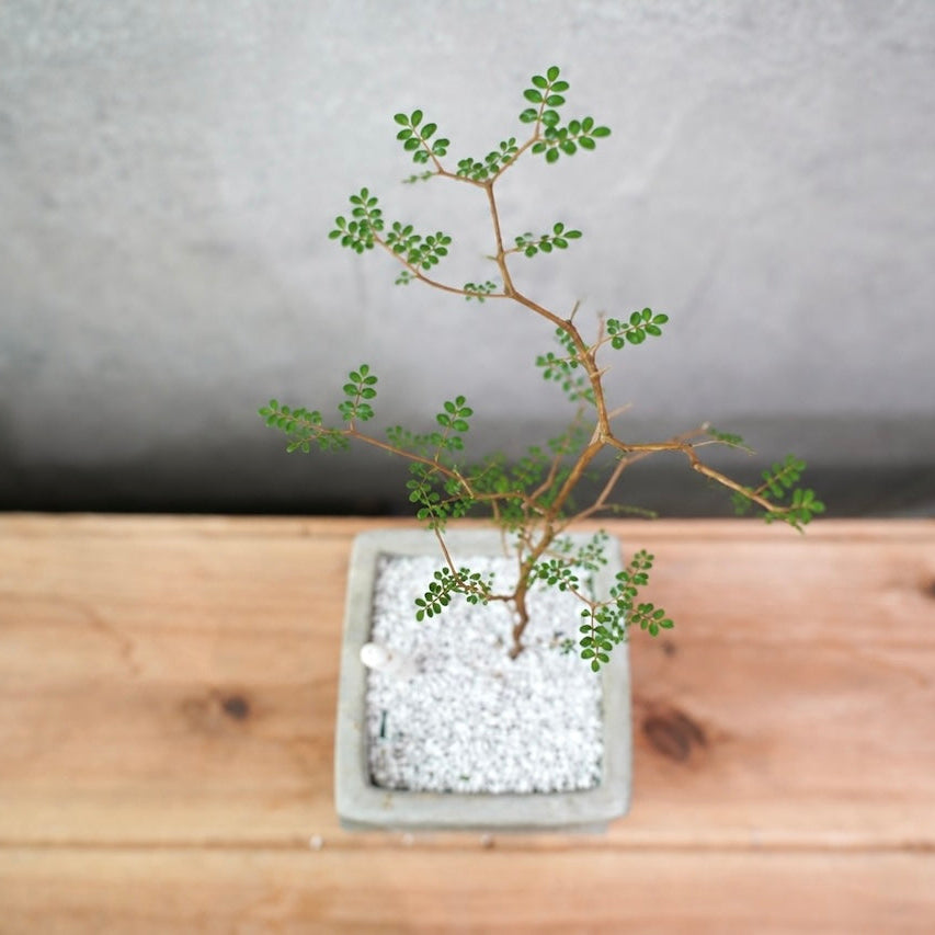 ソフォラ（スクエアコンクリート鉢S）｜繊細な枝葉が映える観葉植物