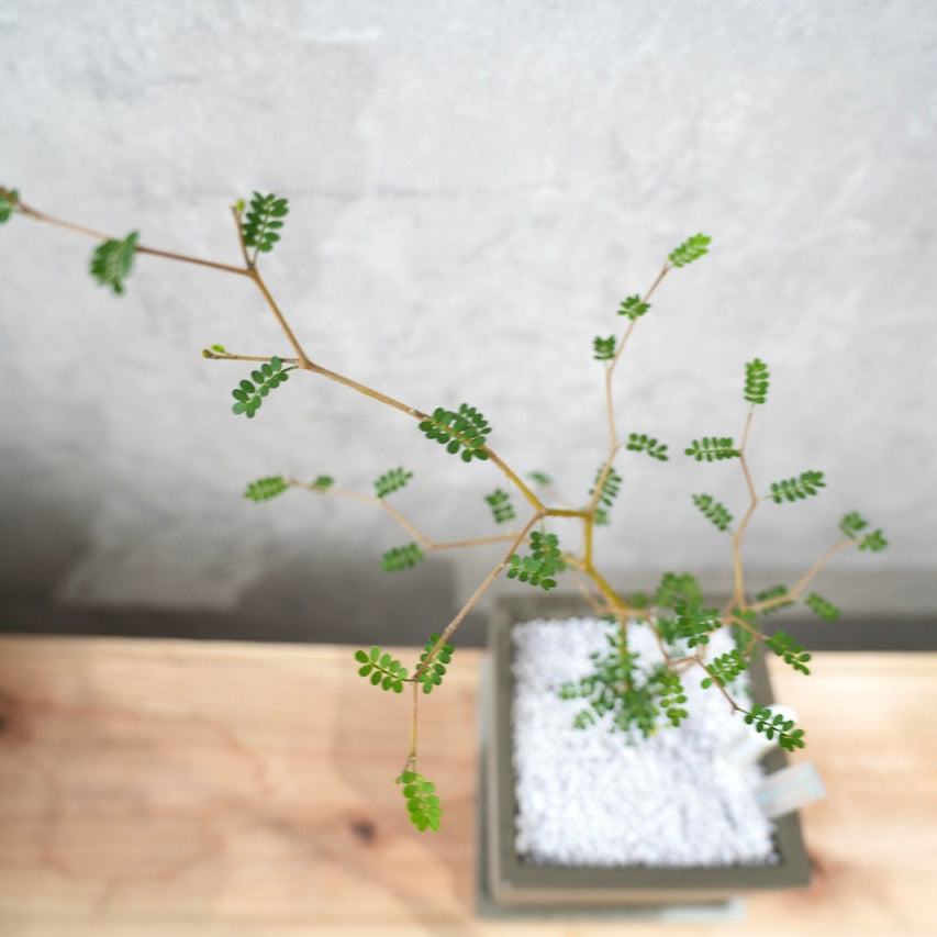 ソフォラ｜繊細な枝葉が映える観葉植物
