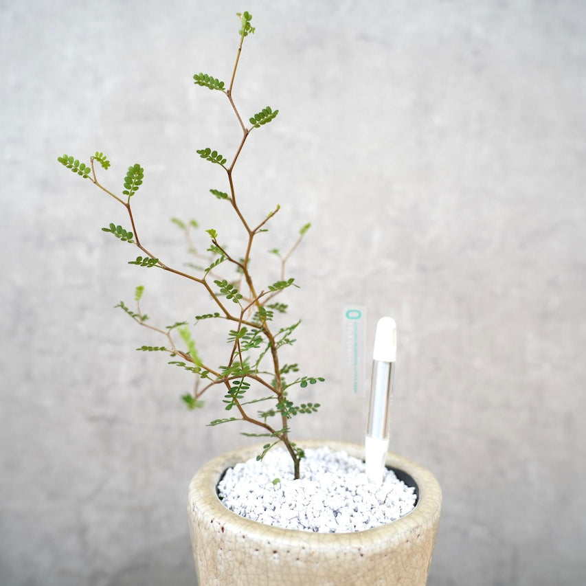 ソフォラ｜繊細な枝葉が映える観葉植物