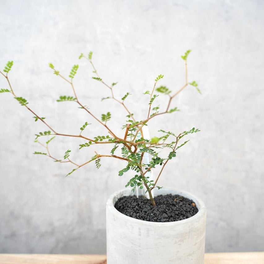 ソフォラ｜繊細な枝葉が映える観葉植物