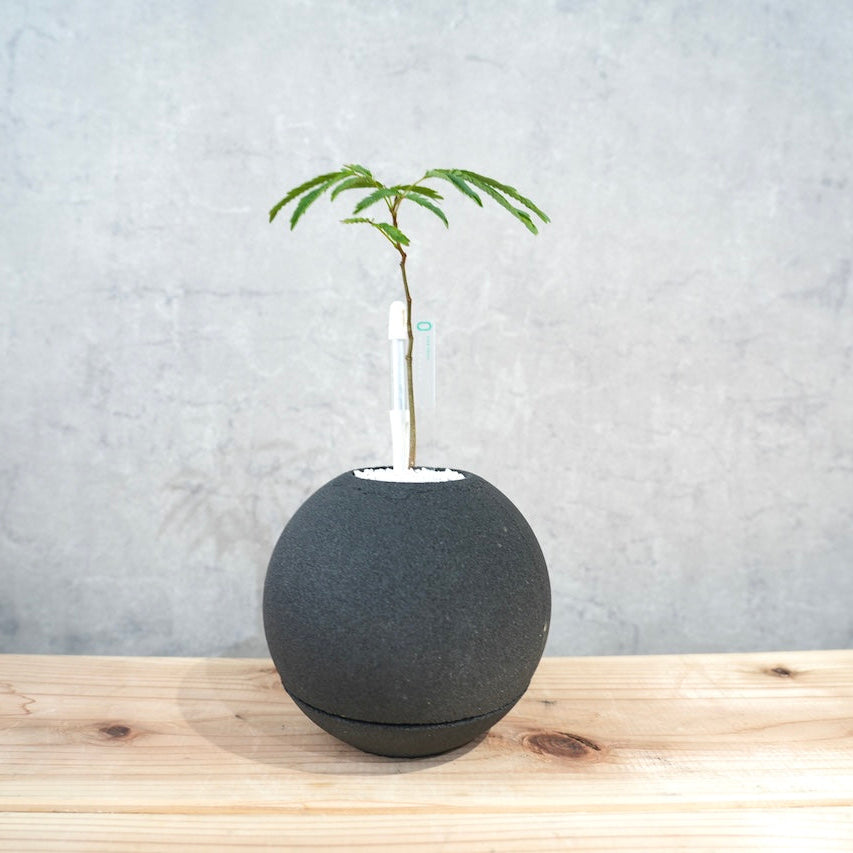 エバーフレッシュ｜昼夜で葉が動く植物