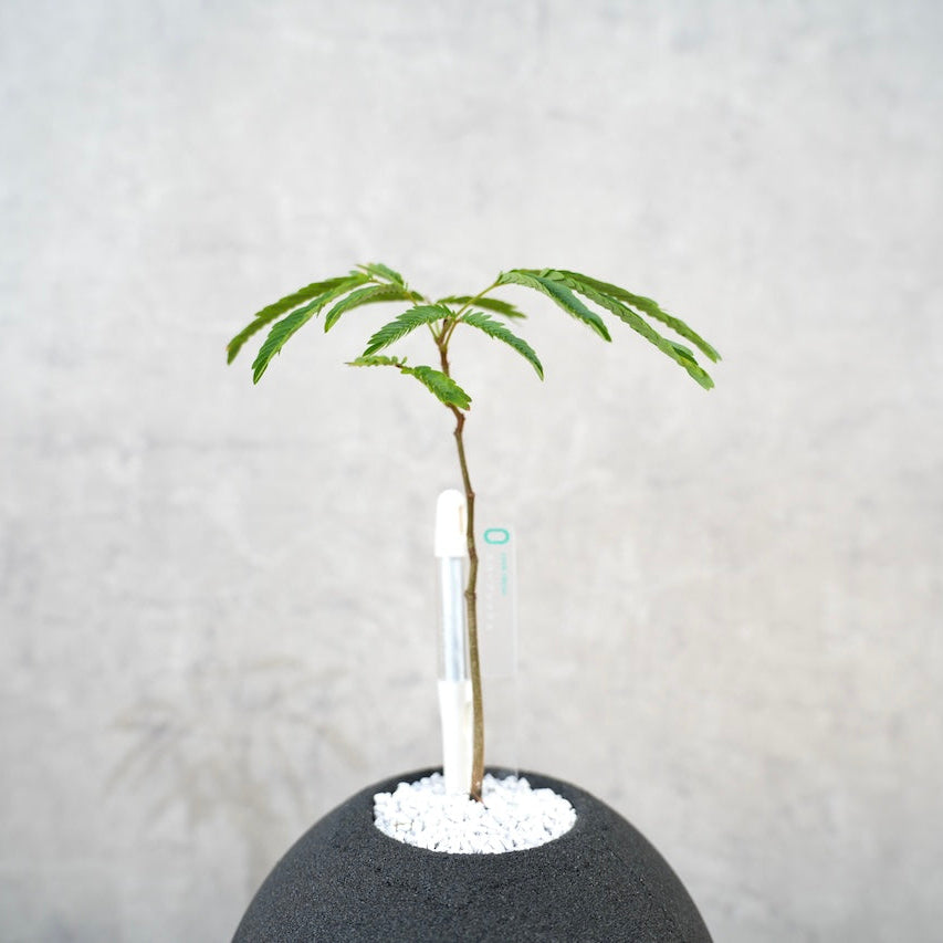 エバーフレッシュ｜昼夜で葉が動く植物