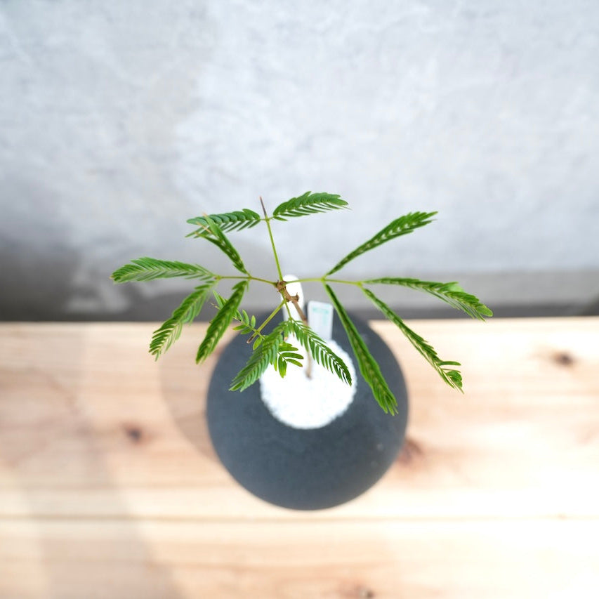 エバーフレッシュ｜昼夜で葉が動く植物