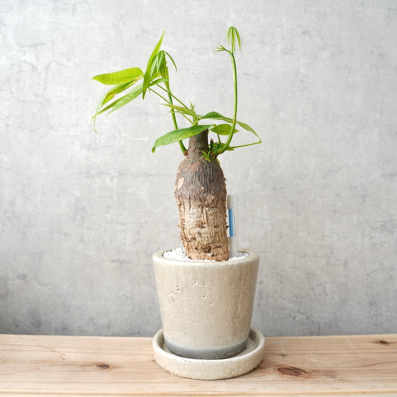 パキラ｜金運を呼ぶ観葉植物