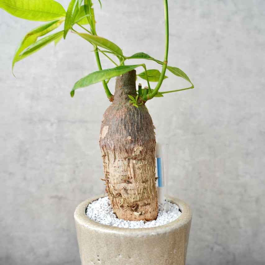 パキラ｜金運を呼ぶ観葉植物