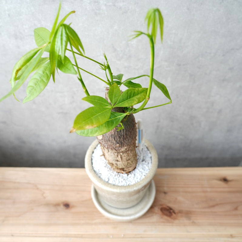 パキラ｜金運を呼ぶ観葉植物
