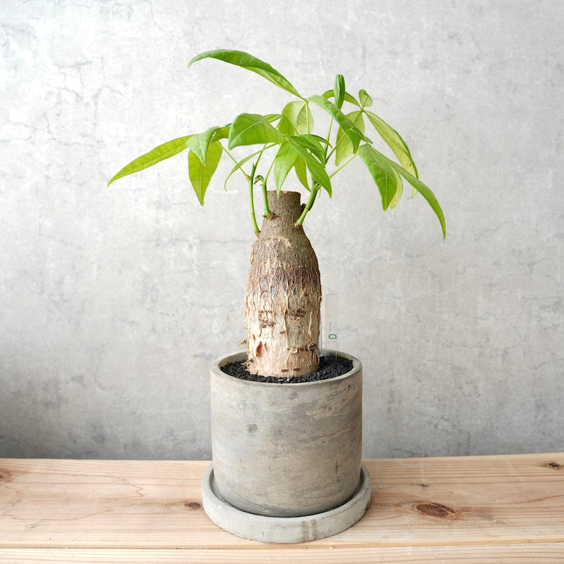 パキラ｜金運を呼ぶ観葉植物