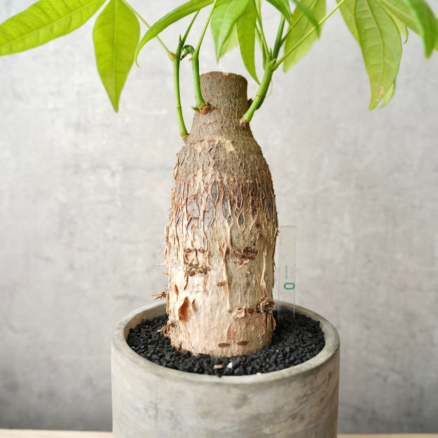 パキラ｜金運を呼ぶ観葉植物