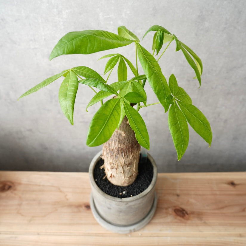 パキラ｜金運を呼ぶ観葉植物