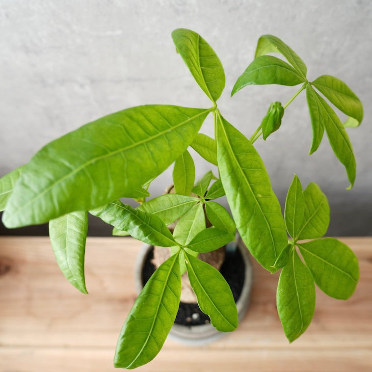 パキラ｜金運を呼ぶ観葉植物