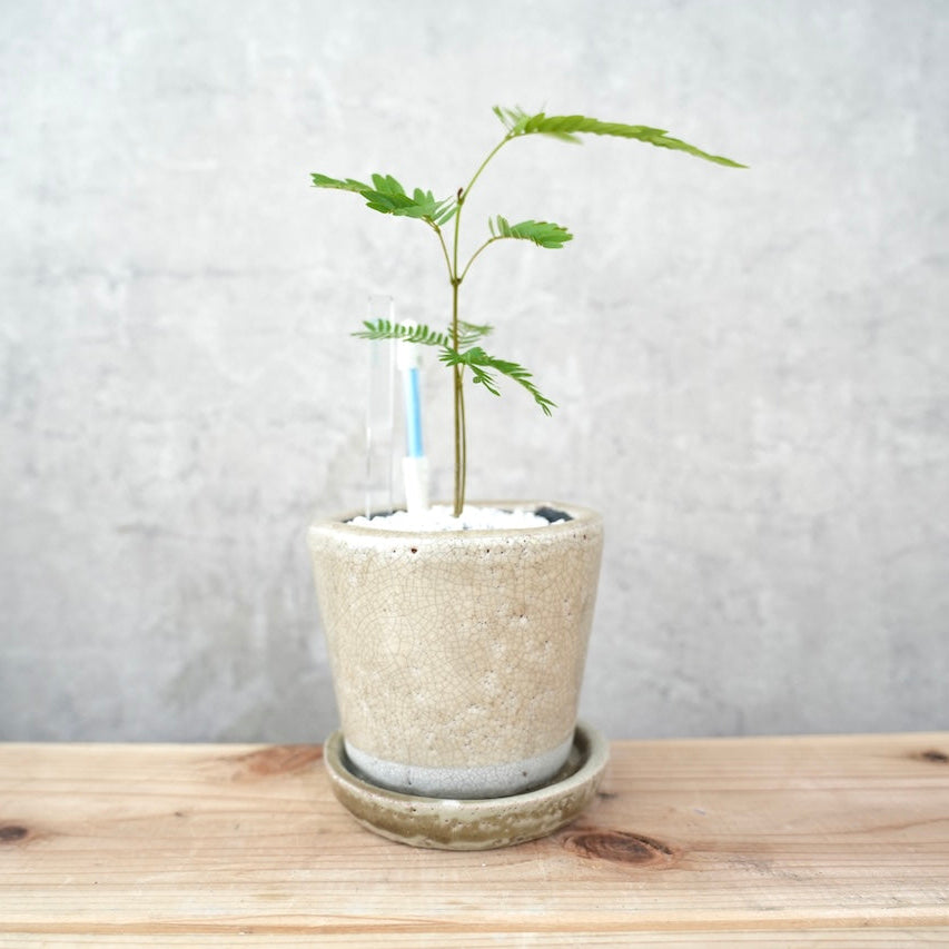 エバーフレッシュ｜昼夜で葉が動く植物