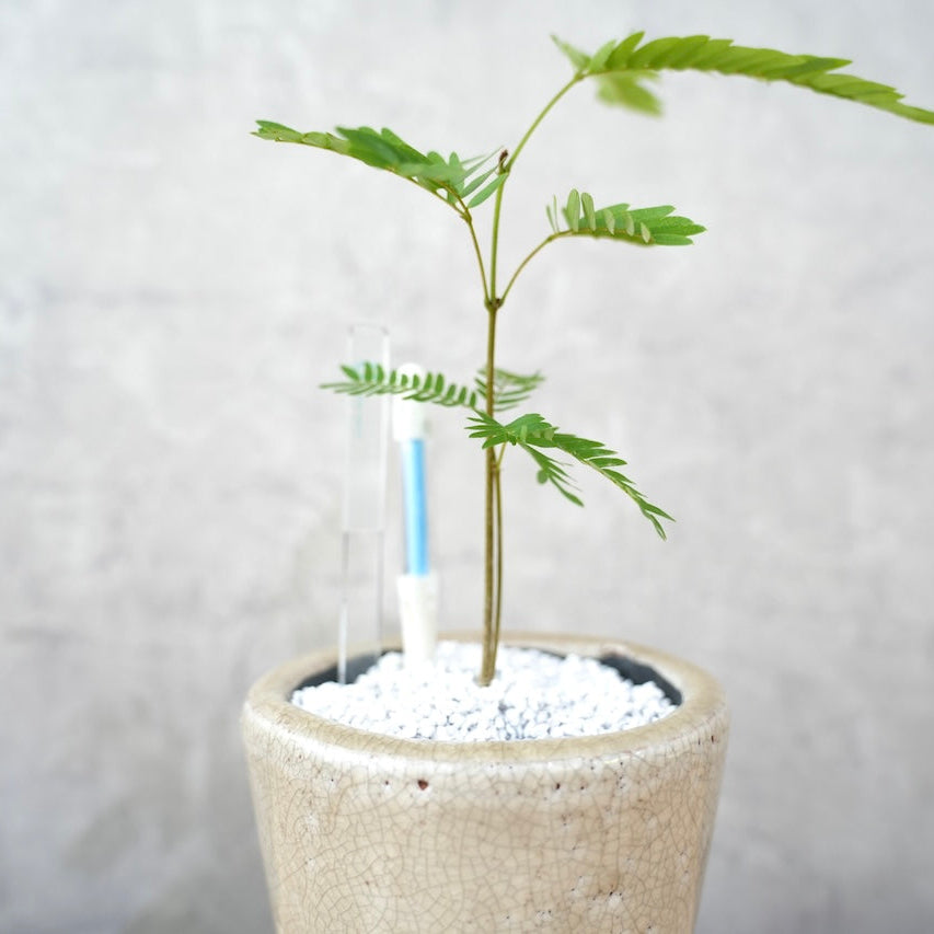 エバーフレッシュ｜昼夜で葉が動く植物
