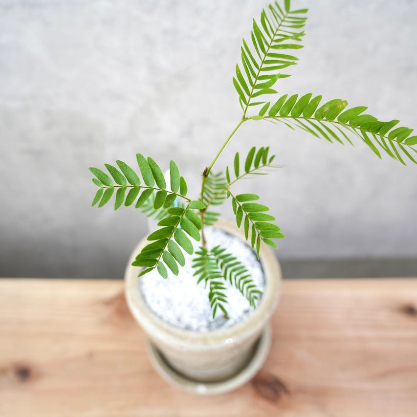 エバーフレッシュ｜昼夜で葉が動く植物