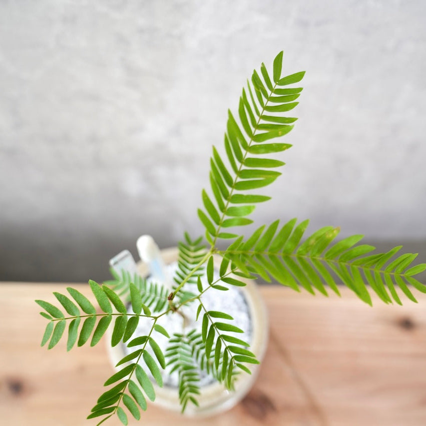 エバーフレッシュ｜昼夜で葉が動く植物