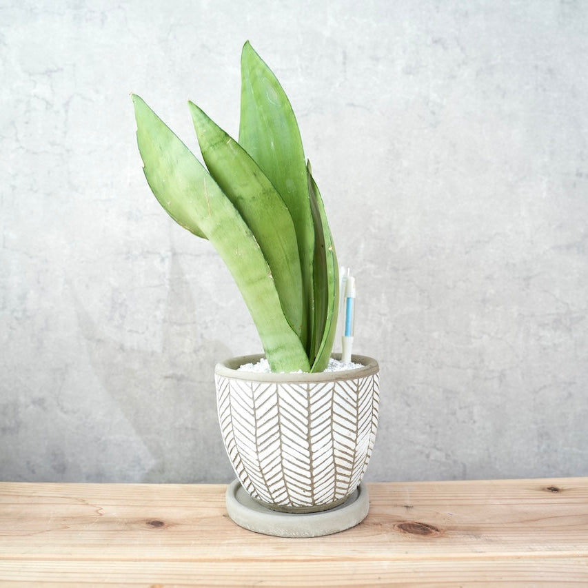 サンスベリア・ムーンシャイン｜シルバーグリーンが美しい観葉植物