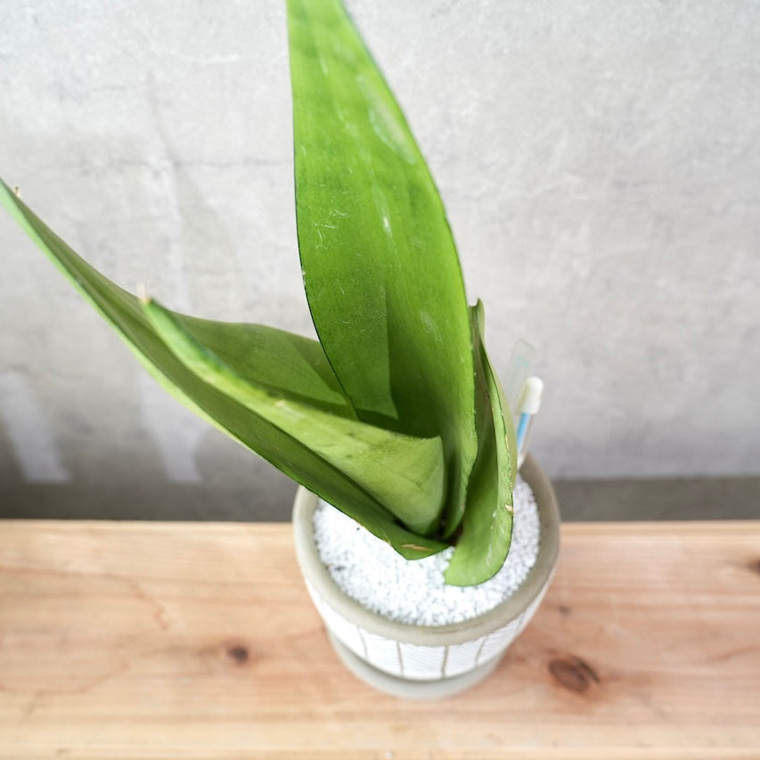 サンスベリア・ムーンシャイン｜シルバーグリーンが美しい観葉植物