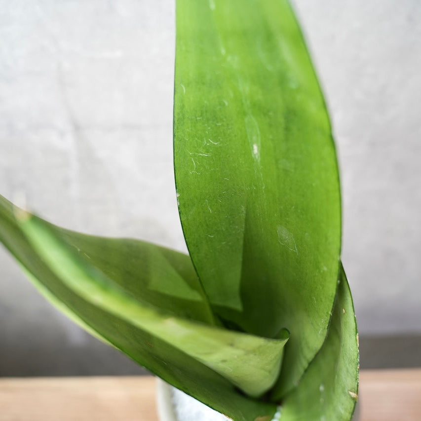 サンスベリア・ムーンシャイン｜シルバーグリーンが美しい観葉植物