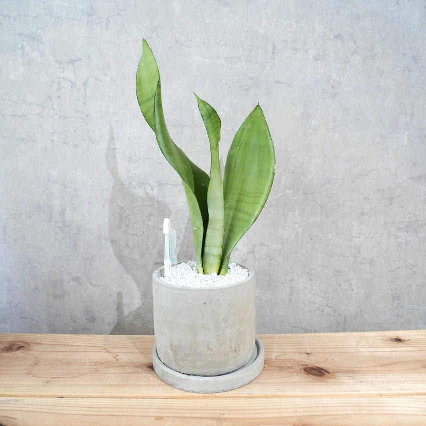 サンスベリア・ムーンシャイン｜シルバーグリーンが美しい観葉植物