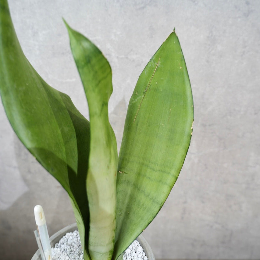 サンスベリア・ムーンシャイン｜シルバーグリーンが美しい観葉植物