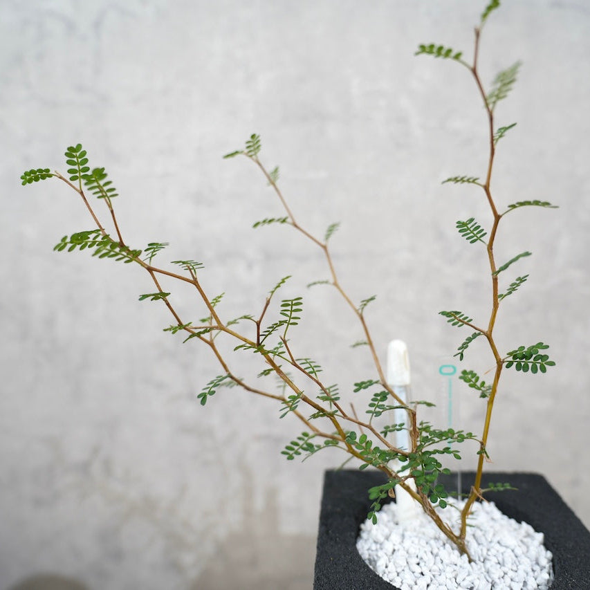 ソフォラ｜繊細な枝葉が映える観葉植物
