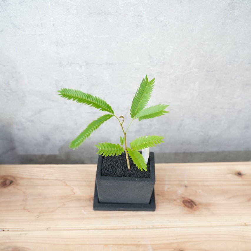 エバーフレッシュ｜昼夜で葉が動く植物
