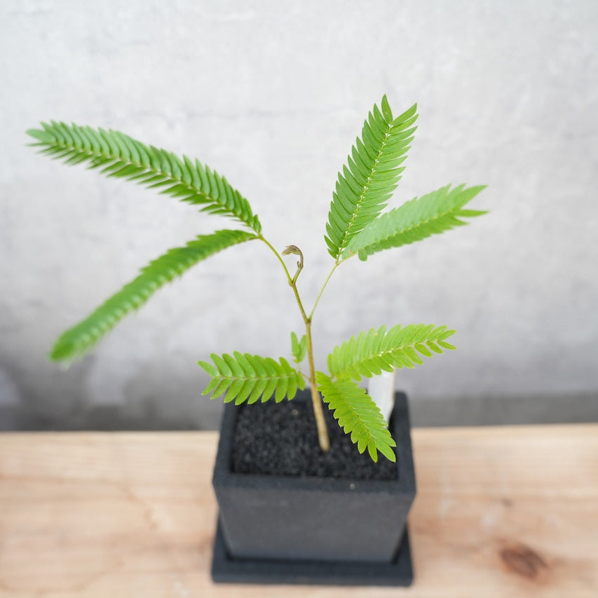 エバーフレッシュ｜昼夜で葉が動く植物