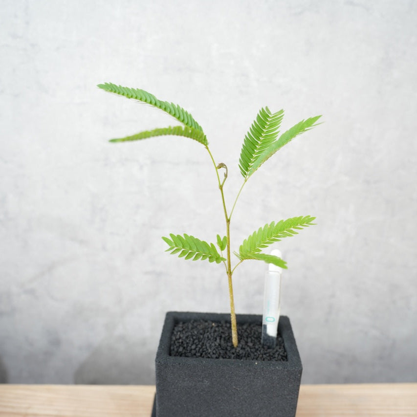 エバーフレッシュ｜昼夜で葉が動く植物