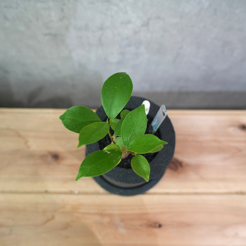 ガジュマル｜幸せを呼ぶ多幸の木