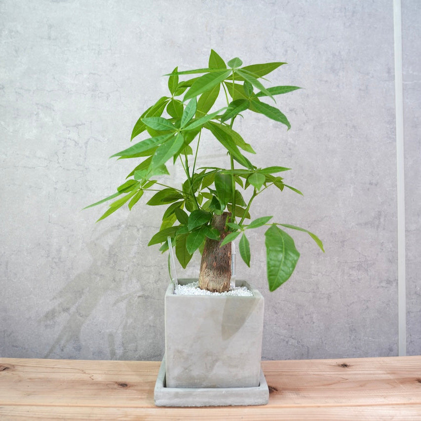 パキラ（スクエアコンクリート鉢L）｜金運を呼ぶ観葉植物