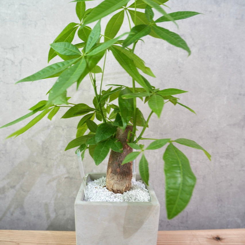 パキラ（スクエアコンクリート鉢L）｜金運を呼ぶ観葉植物
