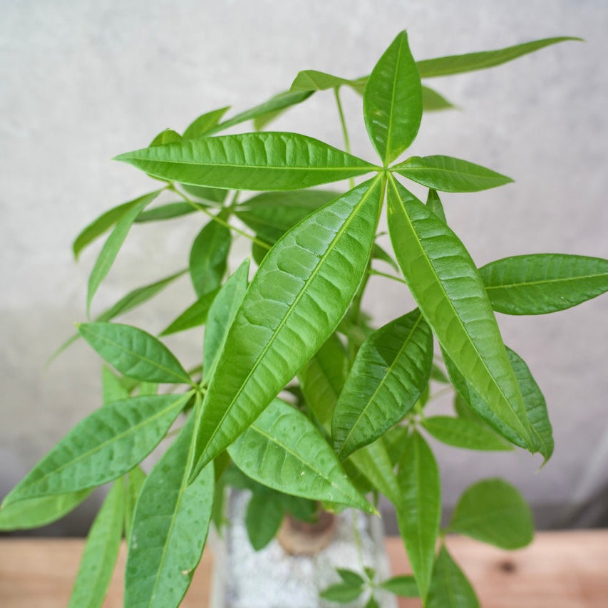 パキラ（スクエアコンクリート鉢L）｜金運を呼ぶ観葉植物