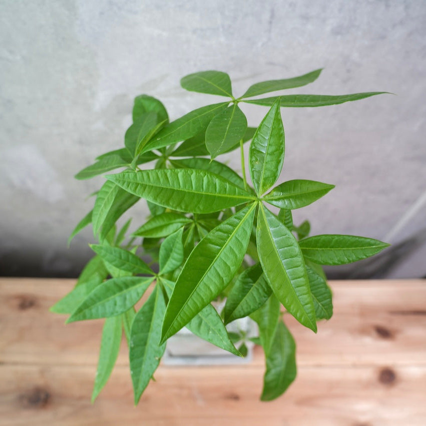 パキラ（スクエアコンクリート鉢L）｜金運を呼ぶ観葉植物