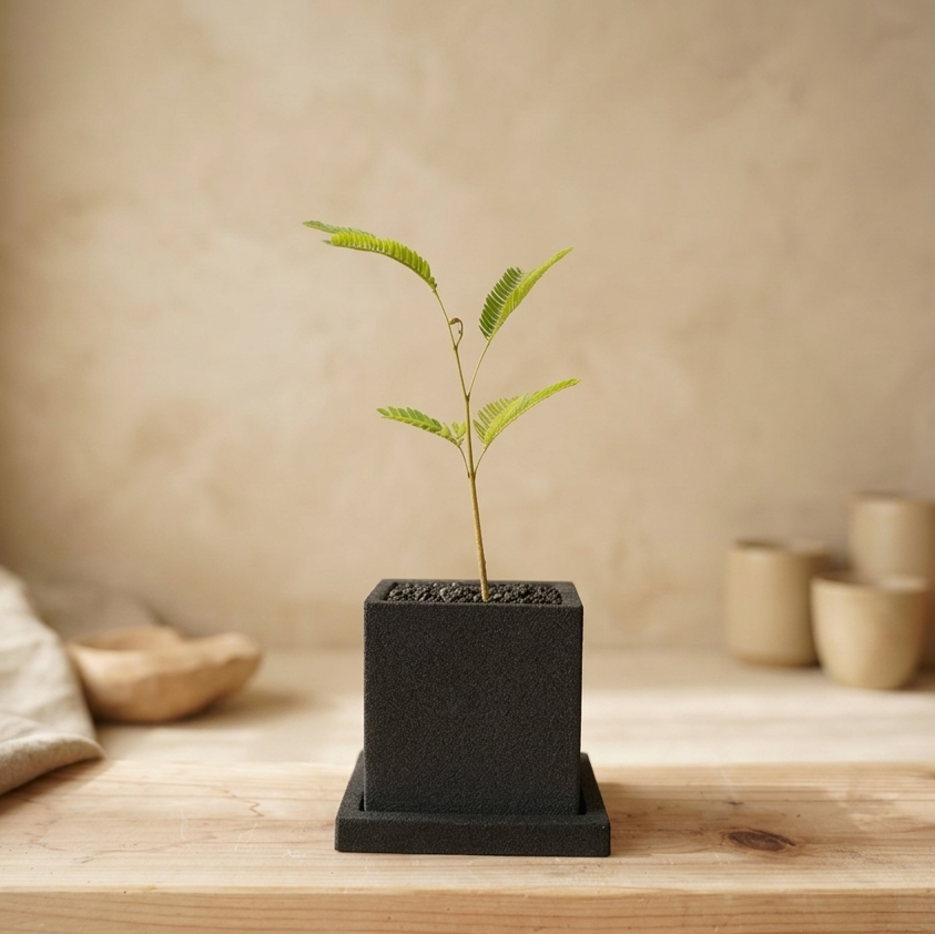 エバーフレッシュ｜昼夜で葉が動く植物