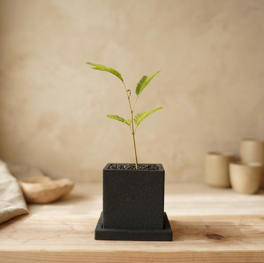 エバーフレッシュ｜昼夜で葉が動く植物