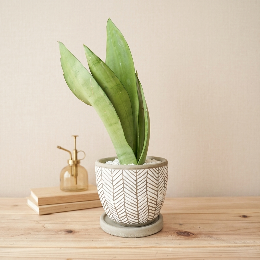 サンスベリア・ムーンシャイン｜シルバーグリーンが美しい観葉植物