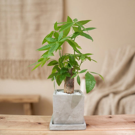 パキラ（スクエアコンクリート鉢L）｜金運を呼ぶ観葉植物