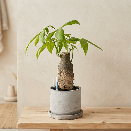 パキラ｜金運を呼ぶ観葉植物