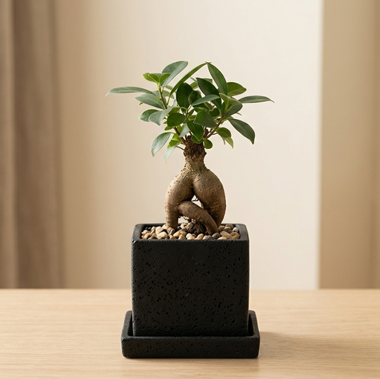 ガジュマル｜幸せを呼ぶ多幸の木