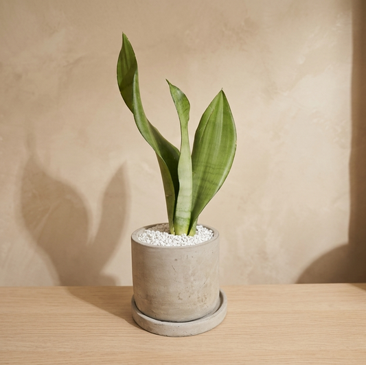 サンスベリア・ムーンシャイン｜シルバーグリーンが美しい観葉植物
