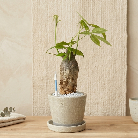 パキラ｜金運を呼ぶ観葉植物