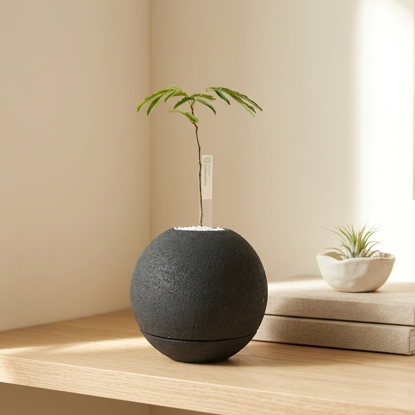 エバーフレッシュ｜昼夜で葉が動く植物