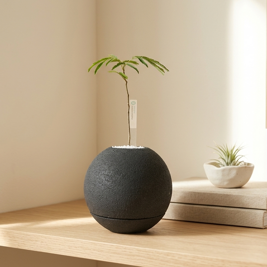 エバーフレッシュ｜昼夜で葉が動く植物